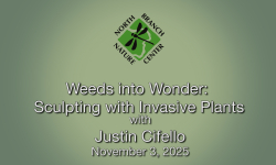 North Branch Nature Center - Weeds into Wonder: Sculpting with Invasive Plants with Justin Cifello 11/3/2025