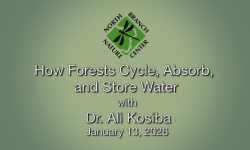 North Branch Nature Center - Forest Hydrology: How Forests Cycle, Absorb, and Store Water 1/13/2026