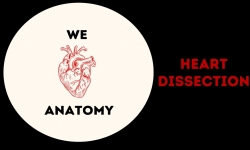 Heart Dissection (WeLoveAnatomy)