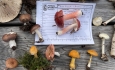 North Branch Nature Center - The State of Fungi: Community Science in Action LIVE 4/29/2025 6:30PM