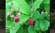 The First Strawberry