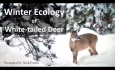 Braintree and Randolph Conservation Commissions Presents - Winter Ecology of White-tailed Deer